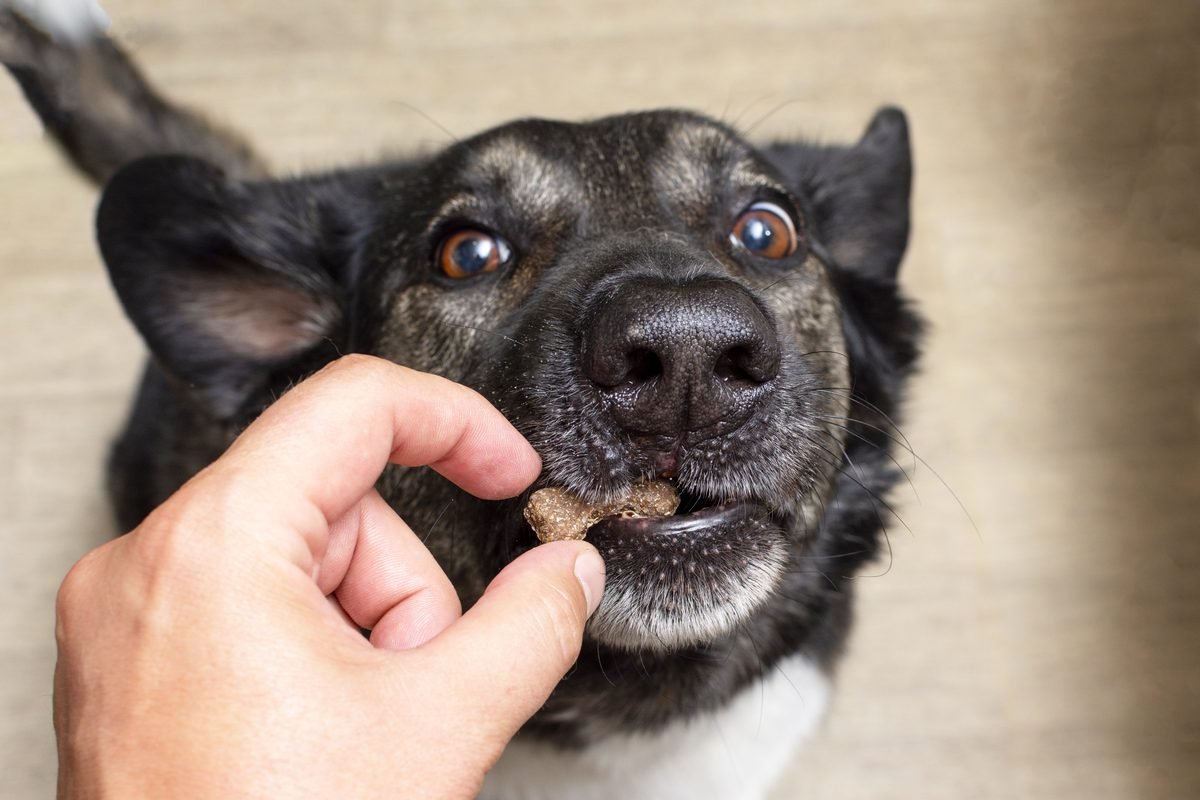 Black dog gently taking a bone-shaped treat from a person's hand