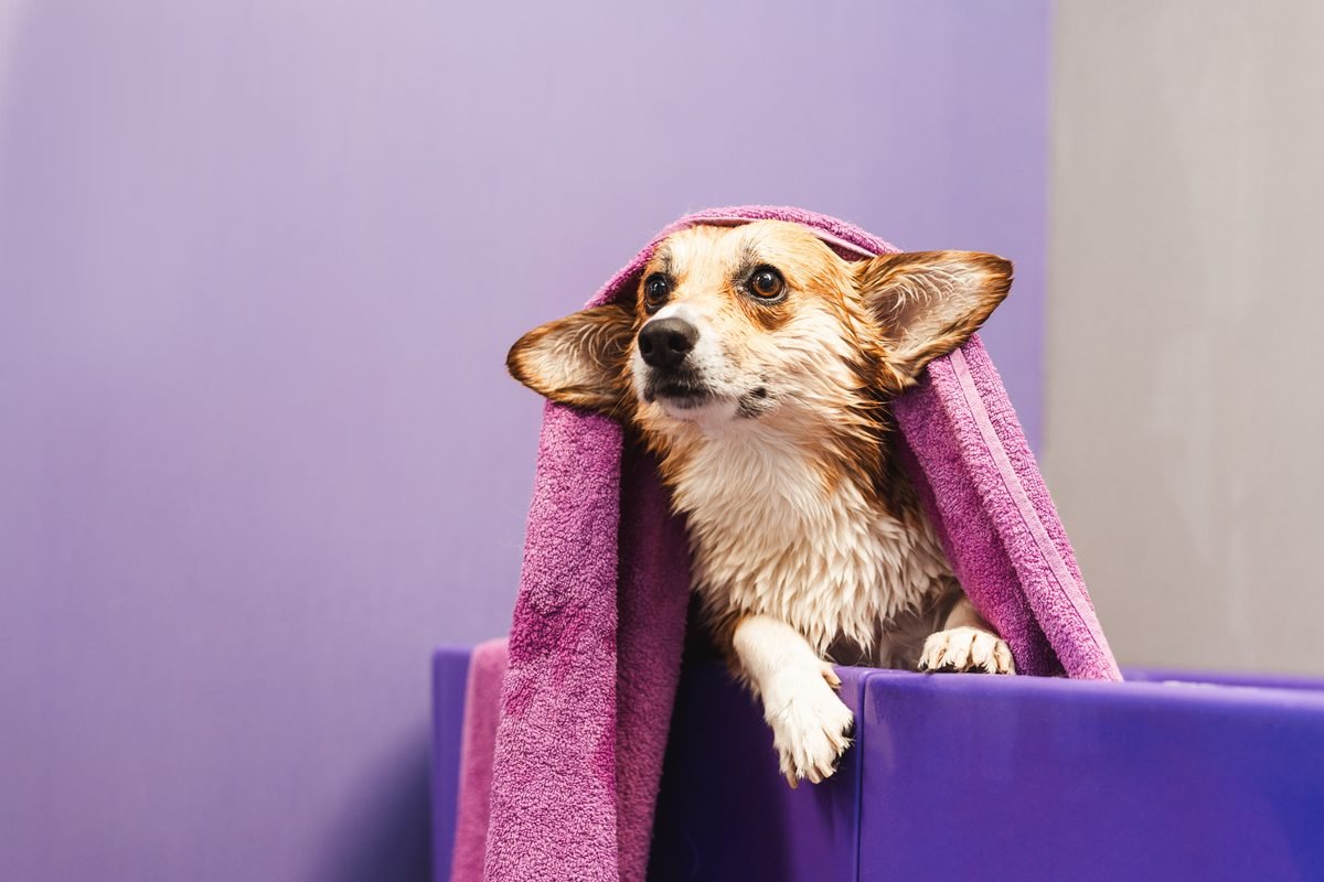 Wet corgi with a purple towel draped over its head after a bath