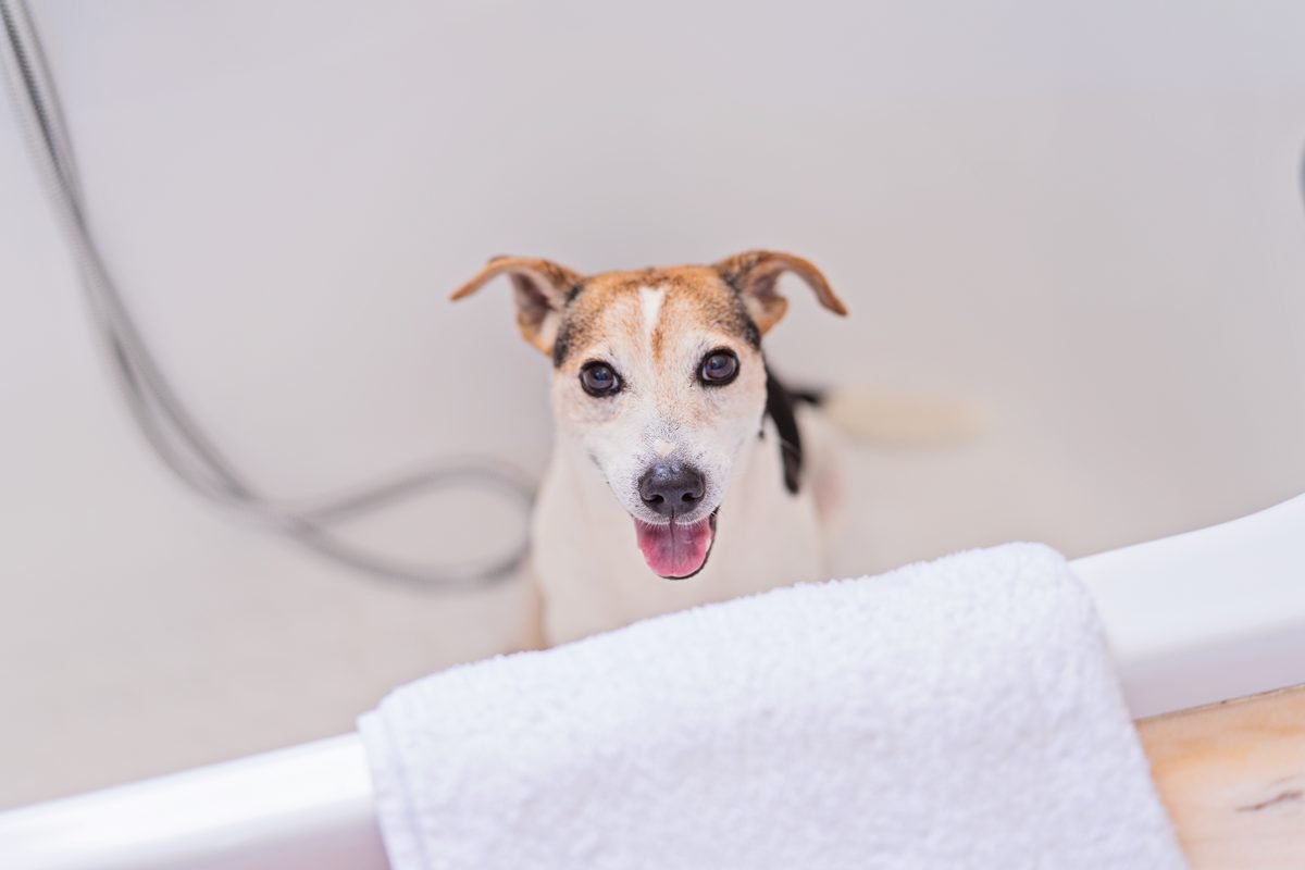 Smiling Jack Russell terrier standing in a bathtub with a white towel