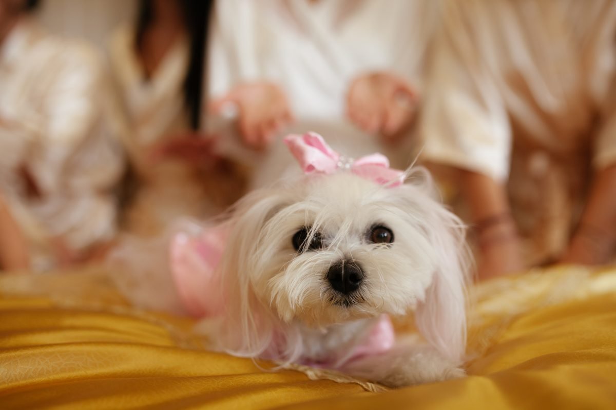 Fluffy white Maltese with a pink bow lying on a gold blanket