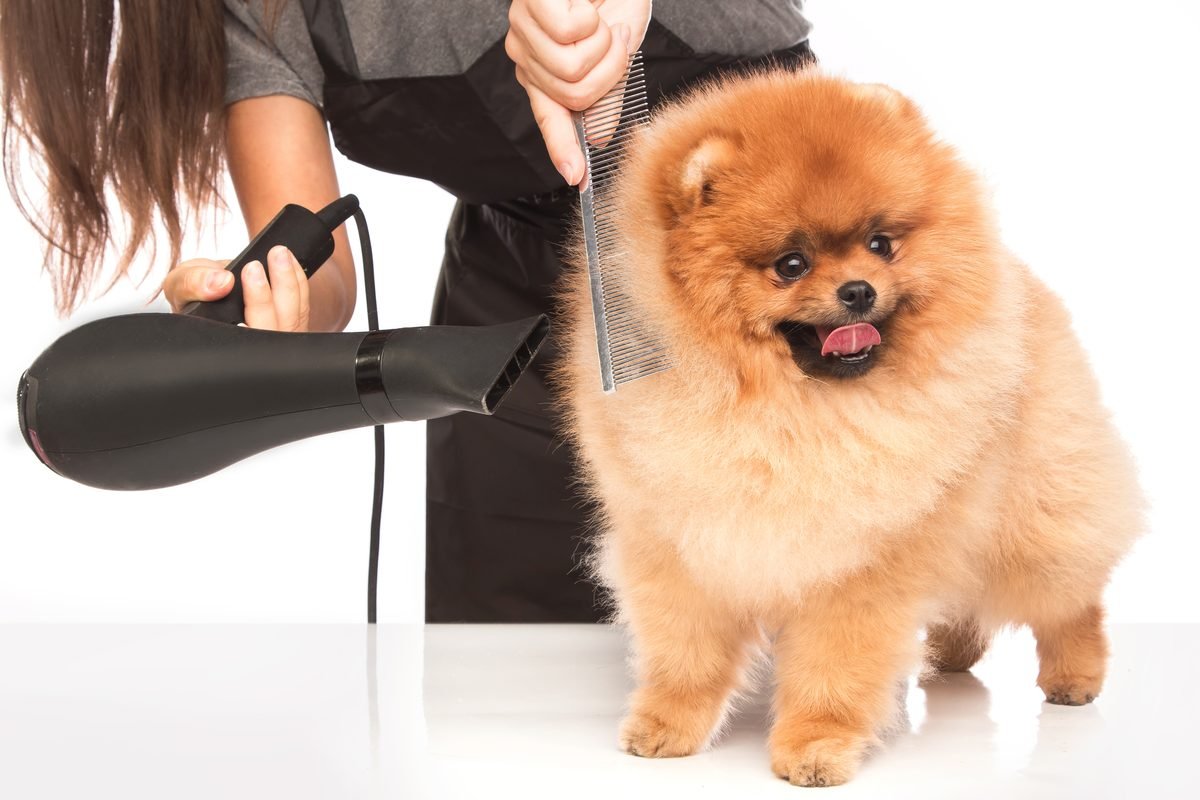Pomeranian being blow-dried and combed by a groomer