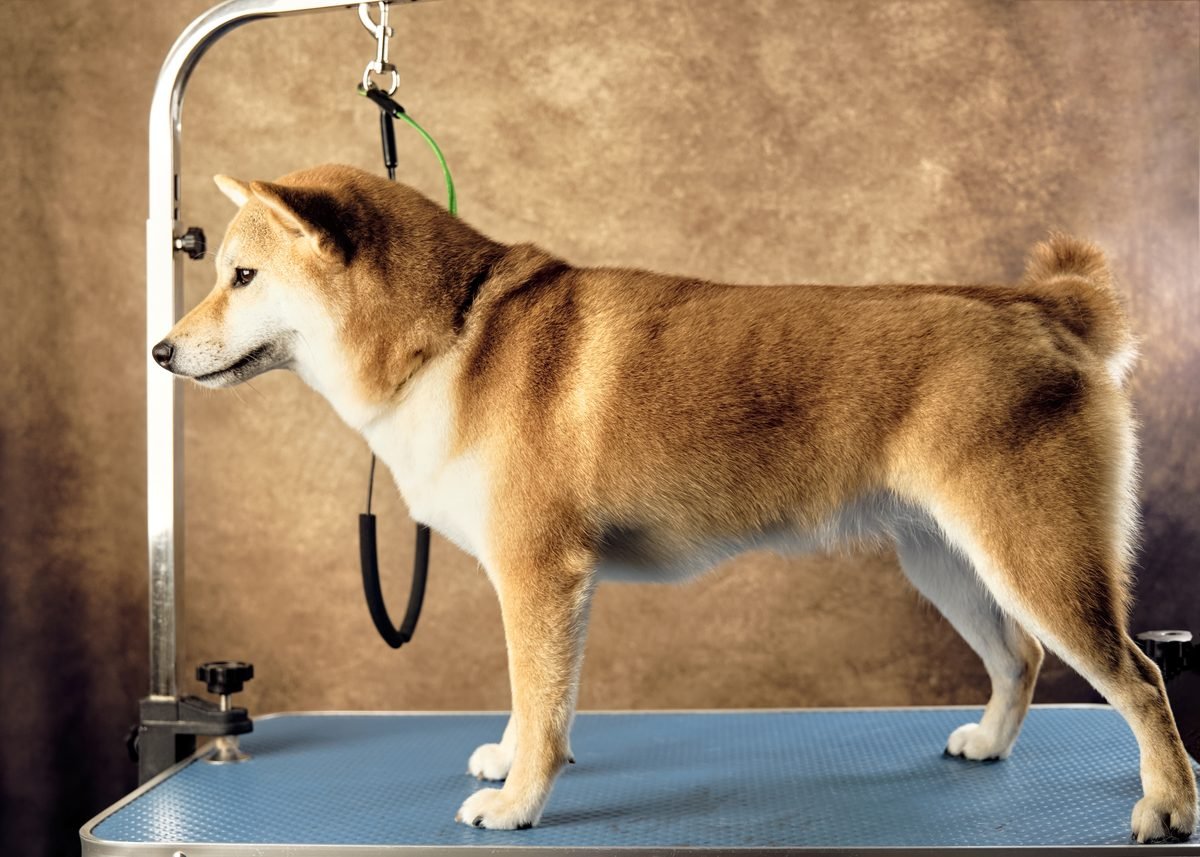Shiba Inu standing on a blue grooming table