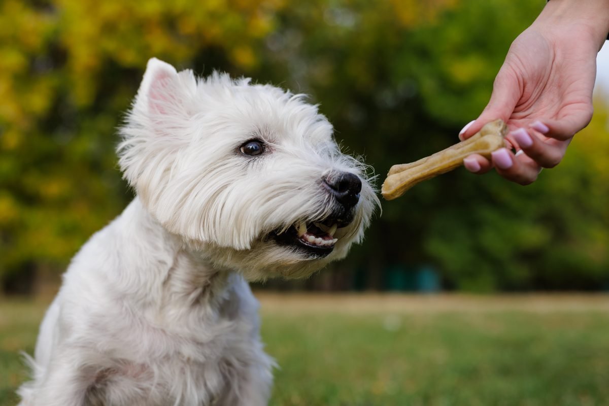 West Highland white terrier sniffing a bone-shaped treat held in a hand