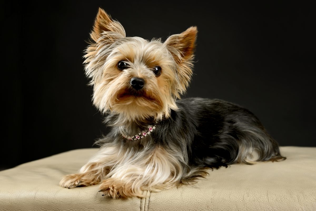 Yorkshire terrier lying on a cream cushion wearing a jeweled collar