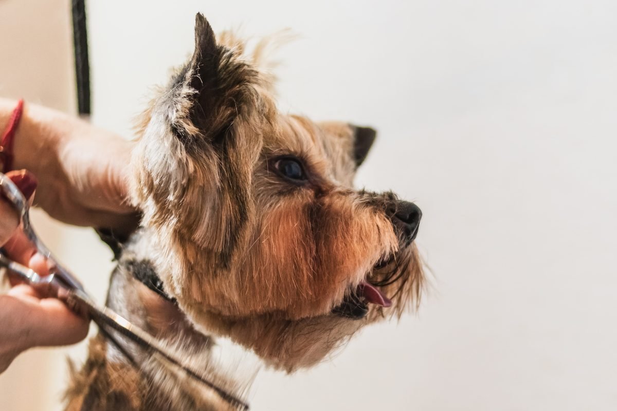 Yorkshire terrier having its coat trimmed with grooming scissors